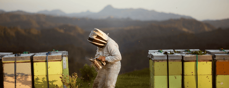 Pureté et durabilité d'Egmont Honey - Un apiculteur en Nouvelle-Zélande